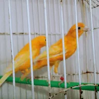 قناری ماده پرتقالی