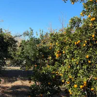 فروش زمین ۵۰۰ متری در /شمال|فروش زمین و ملک کلنگی|تهران, جنت‌آباد جنوبی|دیوار