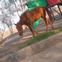 اسب مادیون سهساله