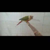 جفت گیرینچیک آناناسی|پرنده|خورموج, |دیوار