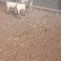 بزصومال وپاکستانی