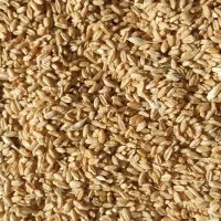 فروش گندم پیشگام تمیز امسال