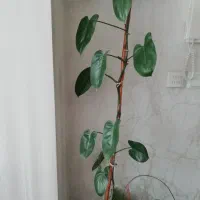 گیاه طبیعی|گل و گیاه طبیعی|قم, پردیسان|دیوار