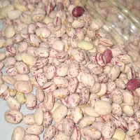 چیتی محلی درجه ۱|خوردنی و آشامیدنی|مرودشت, پشت سایپا‎|دیوار