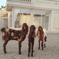 بزغاله پاکستانی نامبر 1