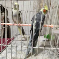 عروس هلندی
