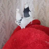 طوقی|پرنده|دینور, |دیوار