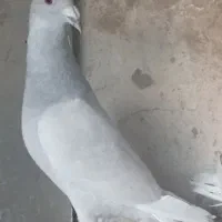 کفتر