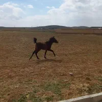 اسب|اسب و تجهیزات اسب‌سواری|اراک, |دیوار