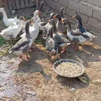 ۱۵ عدد غاز فروشی