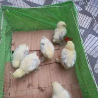 برهما|حیوانات مزرعه|رشت, باهنر|دیوار