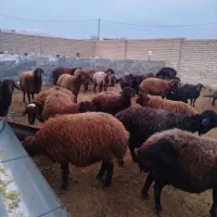 گوسفند داشتی