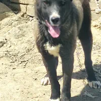 سگ معاوضههم می‌شود باسگ هم با پول