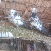 کبوتر عروسک