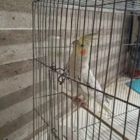 عروس هلندی|پرنده|ساوه, |دیوار