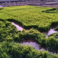 تیولکی برنج