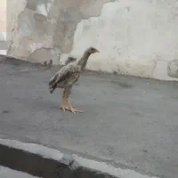 خروس لاری اصیل برزیلی جوجه دوماهه
