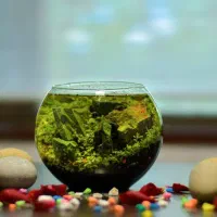 تنگ شیشه ای