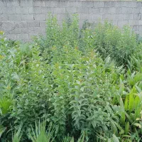 شمشاد سبز طلایی|گل و گیاه طبیعی|کلاچای, |دیوار