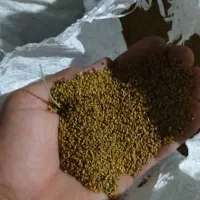 بزر یونجه ماسکا آمریکایی