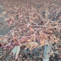 تاک انگور موندراب