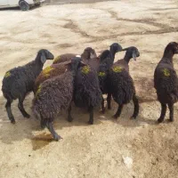 بره ماده سالم و خوش خوراک و سرحال