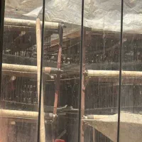 قفس کبک و بلدرچین