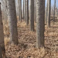 نهال صنوبر میاندربند|خدمات باغبانی و درختکاری|کرمانشاه, |دیوار
