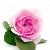 پخش عمده گلاب و عرقیجات
