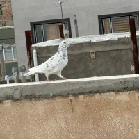 کبوتر ،کفتر