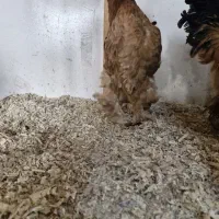 نیمچه و مولد های ویژه|حیوانات مزرعه|قم, بوستان جوان|دیوار