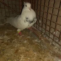 فروش 2عددطوقی نر|پرنده|لامرد, |دیوار