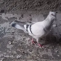 کبوتر شامی سفید