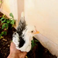 واروک مرغ وخروس اصیل گلین