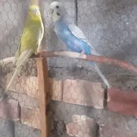 دو جفت مرغ عشق