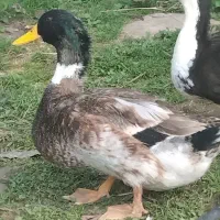 ۴۰ عدد اردک نر