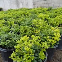 پیتوسبروم سطل ۱۰|گل و گیاه طبیعی|کلاچای, |دیوار