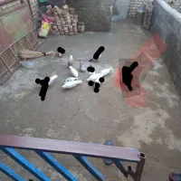 کفتر|لوازم جانبی حیوانات|بیستون, |دیوار