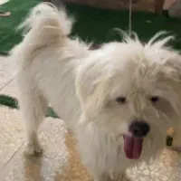 سگ مفقود شده گم شده