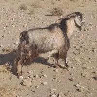 فروش یک راس دبر ویک راس قوچ داشتی|حیوانات مزرعه|حنا, |دیوار