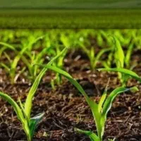 زمین کشاورزی ابتدای جاده دریاچه