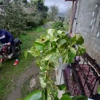 سوییت اجاره ای ماسال روستای تنیان|اجارهٔ کوتاهمدت آپارتمان و سوئیت|ماسال, |دیوار