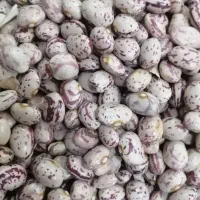 لوبی چیتی فارس