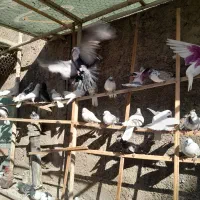 کبوتر|پرنده|تهران, زرکش|دیوار