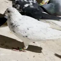 گمشده دیروز تو طالقانی