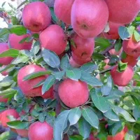 نهال‌های سازگار با اقلیم آذربایجان شرقی