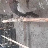 ۳عدد سینه‌ای چهل سانتی نر جوانه پا بلند|پرنده|میانه, |دیوار