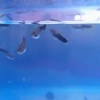 بچه‌گوپی‌|ماهی|تهران, مشیریه|دیوار