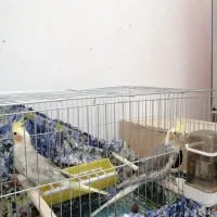 عروس هلندی