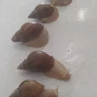 حلزون|خزنده|کرج, عظیمیه|دیوار